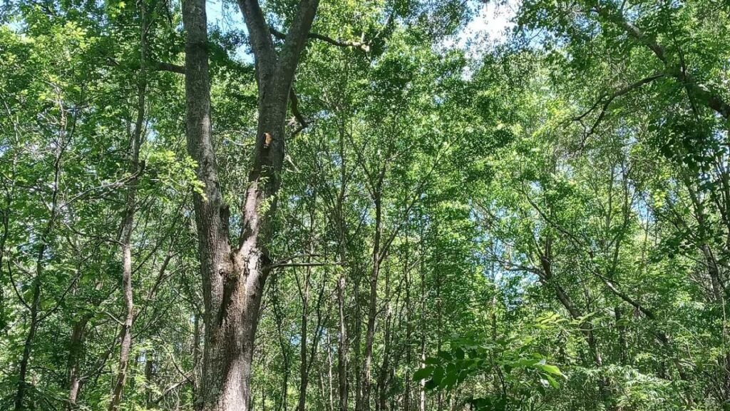 From Tree-Sits to Courtrooms: The Tactics Used by Activists in the Stop Cop City Movement