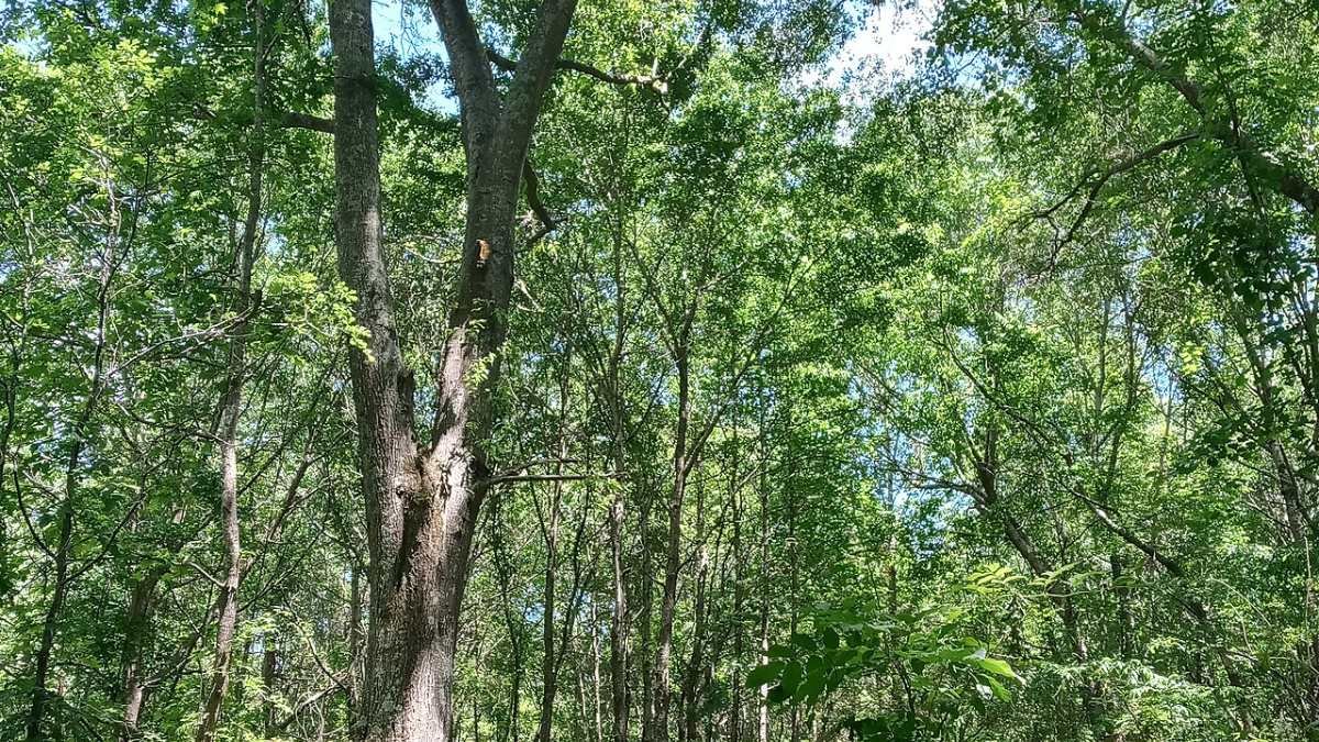 From Tree-Sits to Courtrooms: The Tactics Used by Activists in the Stop Cop City Movement